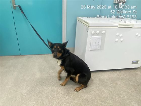 Black and Tan  Dog, impounded 26 May 2026