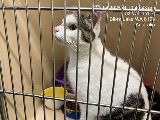 Other  Cat, impounded 11 July 2025
