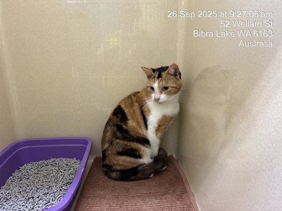 Tabby and White  Cat, impounded 26 September 2025