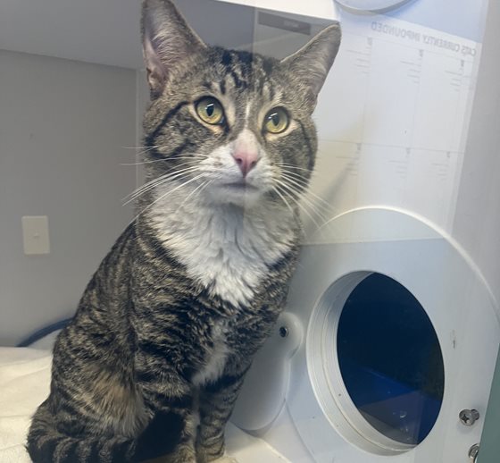 Tabby and White  Cat, impounded 04 October 2026