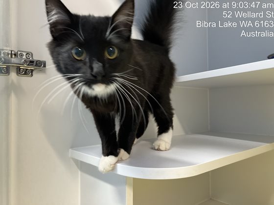 Black and White  Cat, impounded 23 October 2026