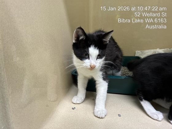 Other  Cat, impounded 15 January 2026