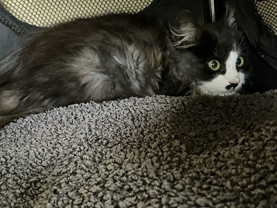 Other  Cat, impounded 02 June 2026