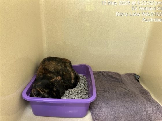 Black and Tan  Cat, impounded 15 May 2025