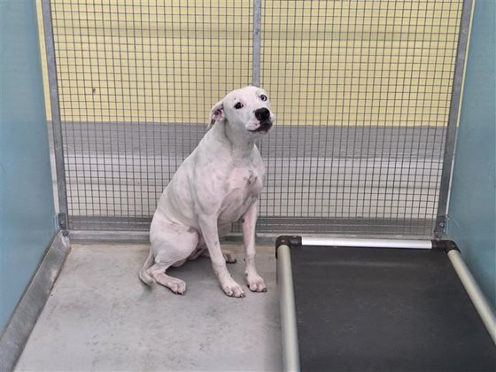 White  Dog, impounded 22 May 2026