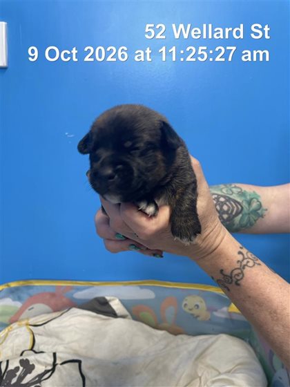 Brindle  Dog, impounded 09 October 2026