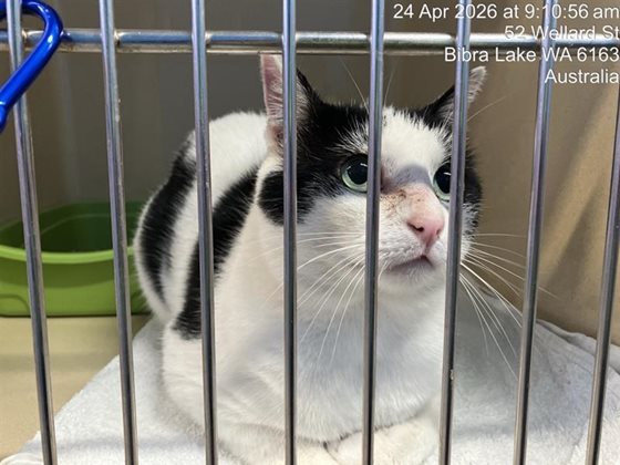 Black and White  Cat, impounded 24 April 2026