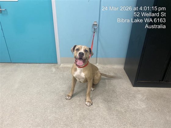 Cream  Dog, impounded 24 March 2026