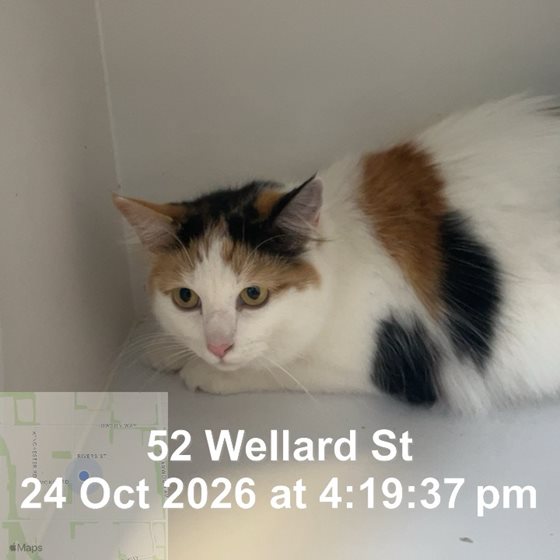 Other  Cat, impounded 24 October 2026