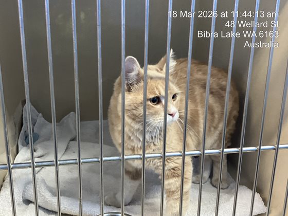 Cream  Cat, impounded 18 March 2026