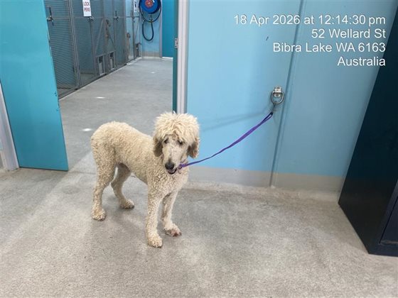 White  Dog, impounded 18 April 2026