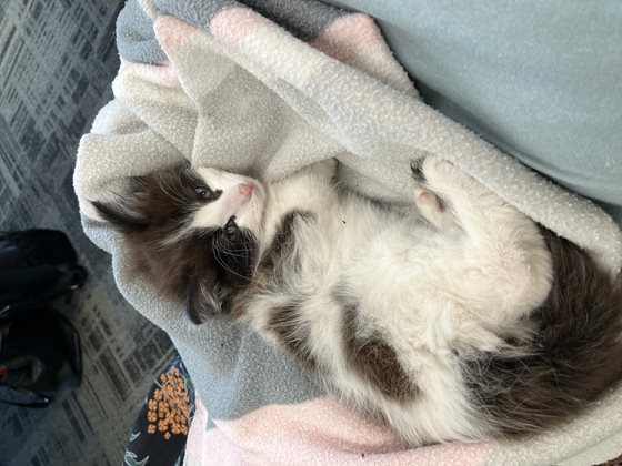 Tri-Colour  Cat, impounded 11 November 2025