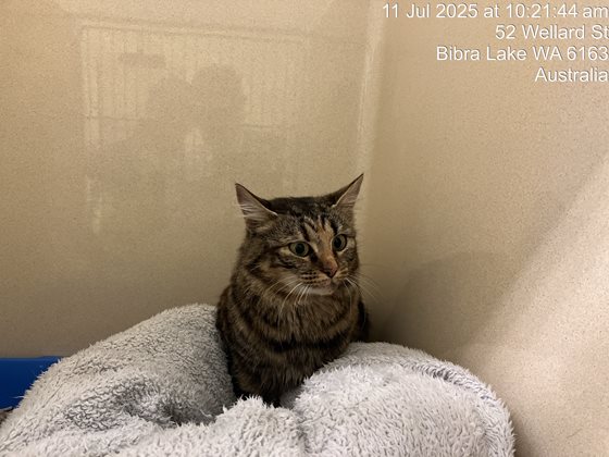 Brindle  Cat, impounded 11 July 2025