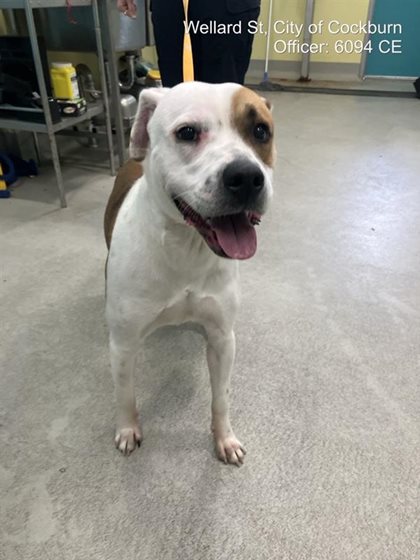Brown and White  Dog, impounded 01 October 2026
