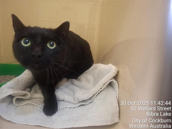 Black  Cat, impounded 30 October 2025