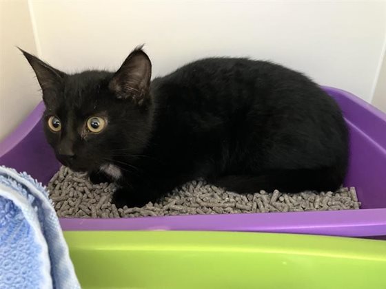 Black  Cat, impounded 06 July 2026