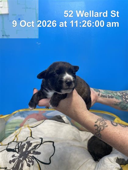 Brindle  Dog, impounded 09 October 2026