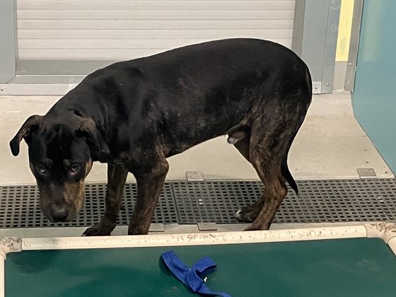 Brown Brindle  Dog, impounded 11 August 2026