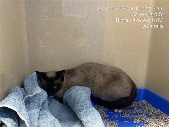 Black and Brown  Cat, impounded 24 March 2026