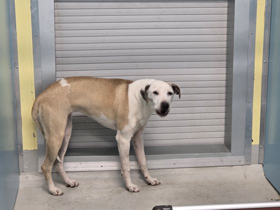Brown and White  Dog, impounded 22 May 2026