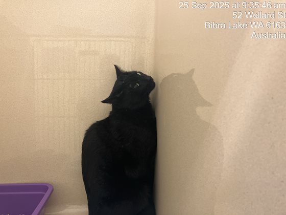 Black  Cat, impounded 25 September 2025