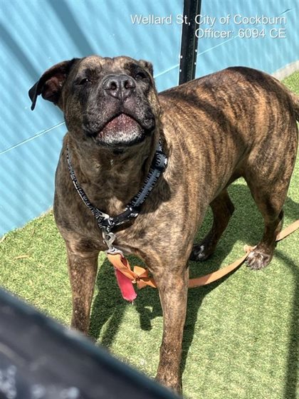 Brindle  Dog, impounded 14 September 2026