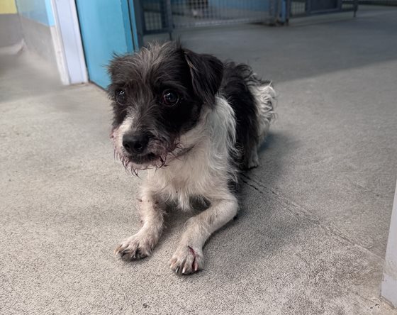 Grey  Dog, impounded 17 February 2026