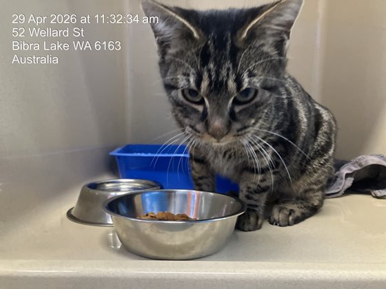 Black and Silver  Cat, impounded 29 April 2026