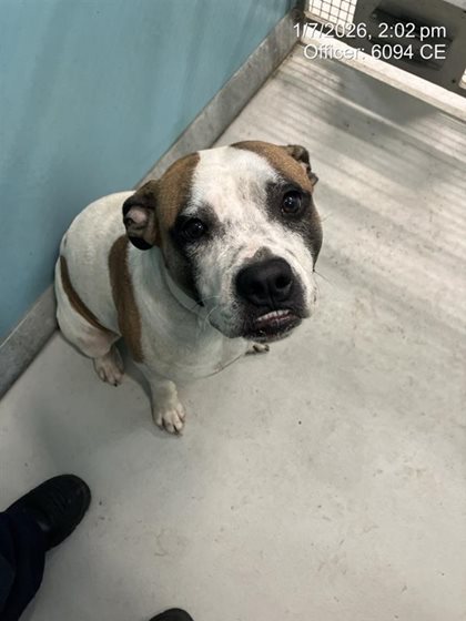 Brown and Cream  Dog, impounded 01 July 2026