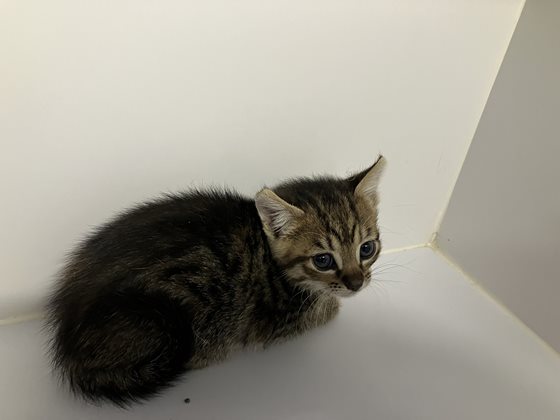 Other  Cat, impounded 12 November 2025