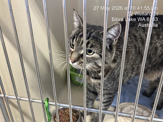 Tabby  Cat, impounded 27 May 2026