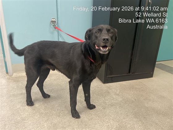 Black  Dog, impounded 20 February 2026