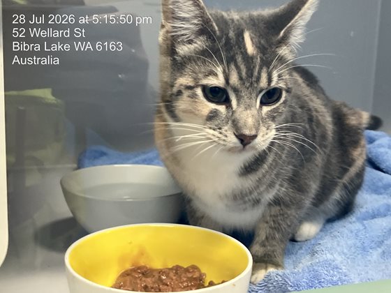 Tri-Colour  Cat, impounded 28 July 2026