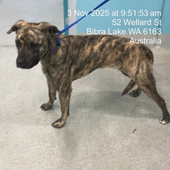Brindle  Dog, impounded 03 November 2025