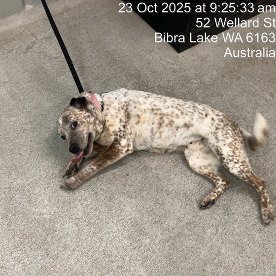 Red  Dog, impounded 23 October 2025