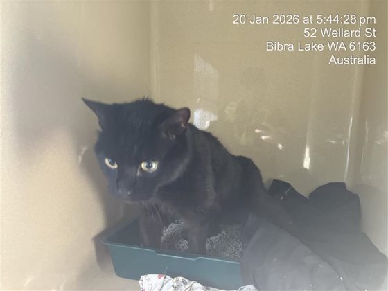 Black  Cat, impounded 20 January 2026