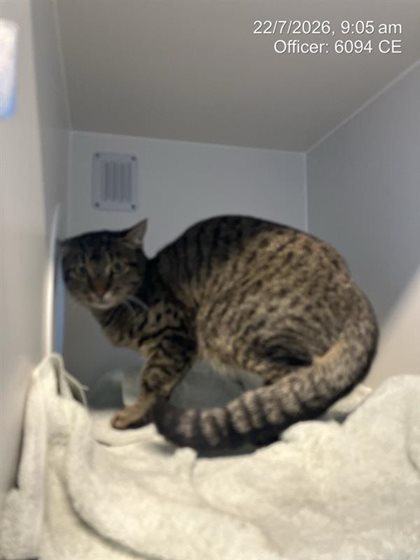 Tabby  Cat, impounded 21 July 2026
