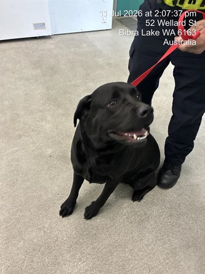 Black  Dog, impounded 11 July 2026