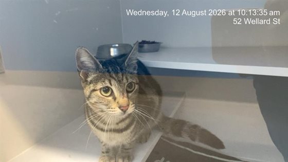 Other  Cat, impounded 12 August 2026