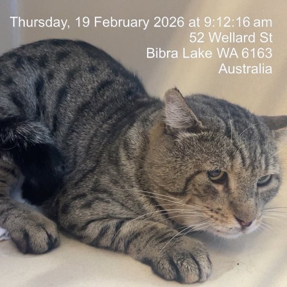 Tabby  Cat, impounded 19 February 2026