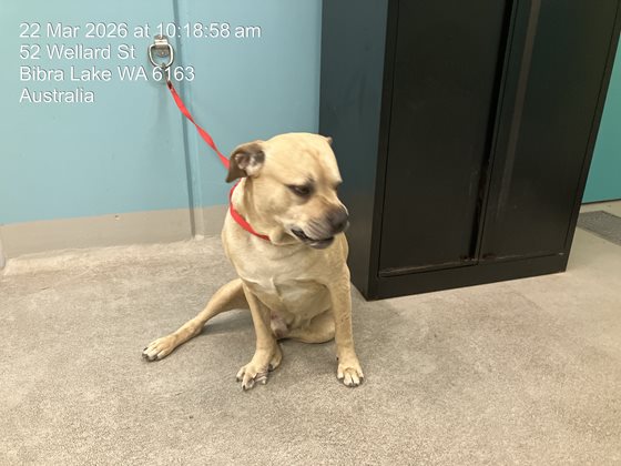 Cream  Dog, impounded 22 March 2026