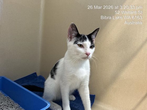 White and Black  Cat, impounded 26 March 2026