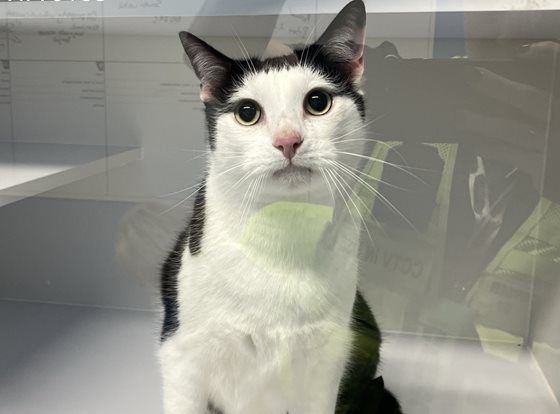 Black and White  Cat, impounded 20 August 2026