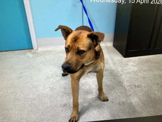 Brown  Dog, impounded 15 April 2026