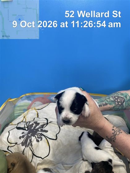 Black and White  Dog, impounded 09 October 2026