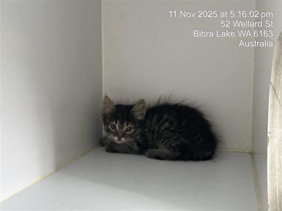Tabby  Cat, impounded 11 November 2025