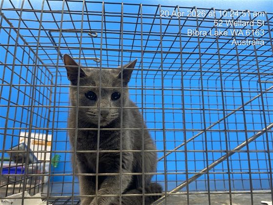 Blue  Cat, impounded 20 April 2026