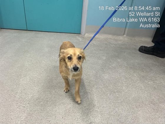 Tan  Dog, impounded 18 February 2026