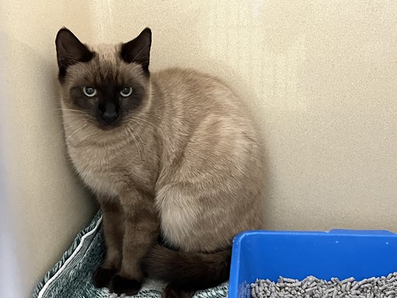 Brown  Cat, impounded 27 May 2025
