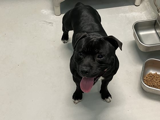 Black and White  Dog, impounded 22 September 2025
